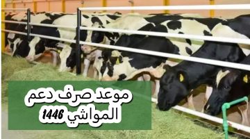 وزارة البيئة والمياه والزراعة تعلن.. متى ينزل دعم المواشي لشهر أكتوبر 1446 وخطوات الاستعلام عن الدعم