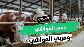 كيف تحصل على دعم المواشي 1446 بخطوات بسيطة عبر منصة وزارة البيئة والمياه والزراعة بالسعودية