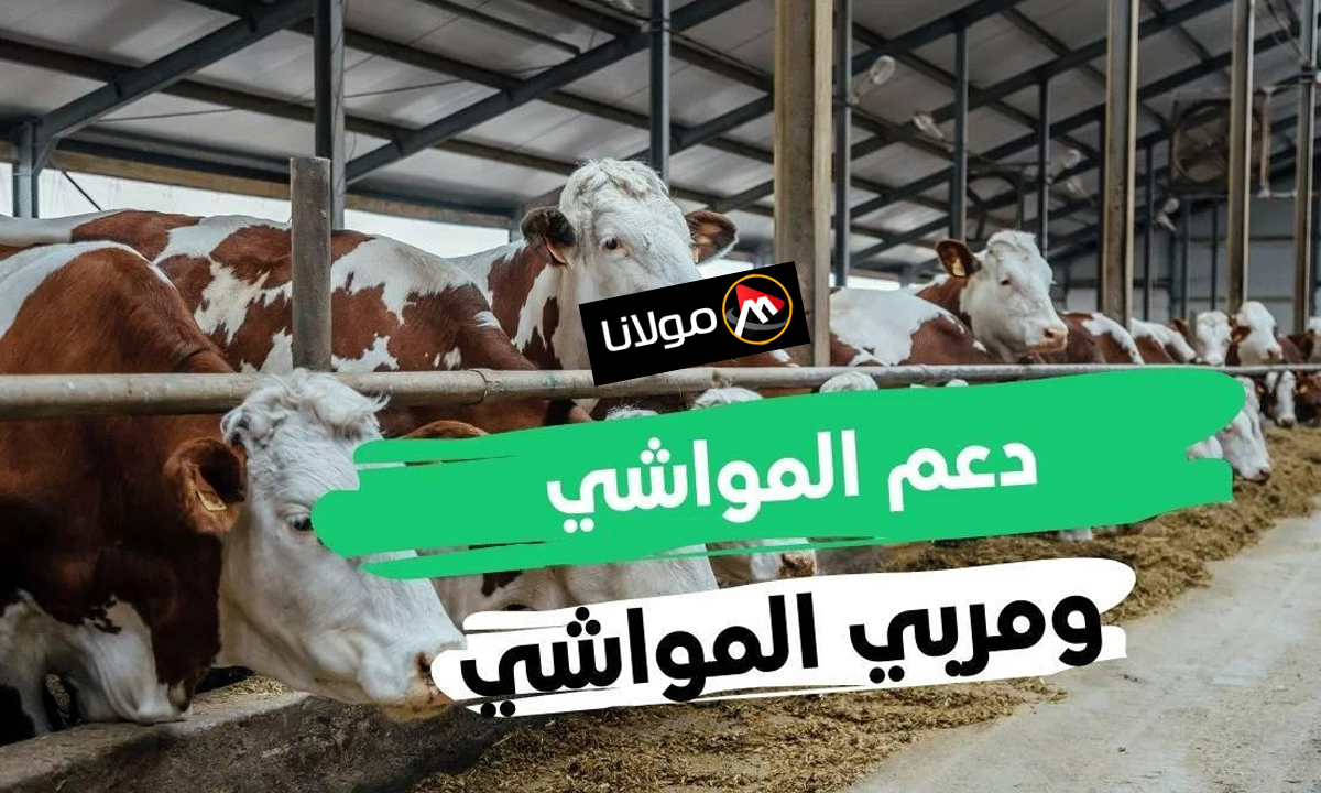 كيف تحصل على دعم المواشي 1446 بخطوات بسيطة عبر منصة وزارة البيئة والمياه والزراعة بالسعودية