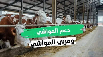 إجراءات الاستعلام عن دعم صغار مربي المواشي والشروط المطلوبة 1446