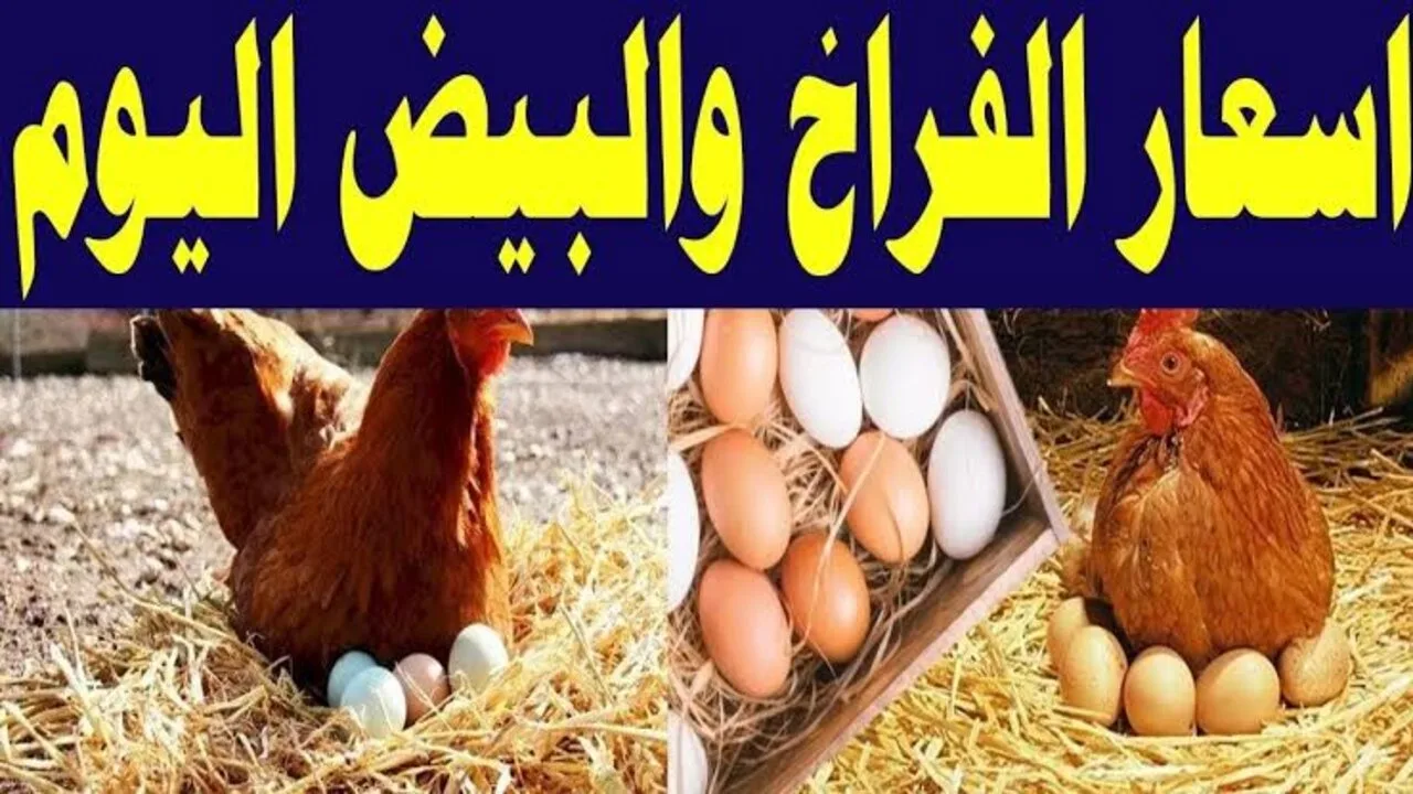 الفراخ طالعة لفوق.. اخر تحديث بورصة الدواجن اليوم أسعار الفراخ البيضاء وكرتونة البيض السبت 12 اكتوبر 2024