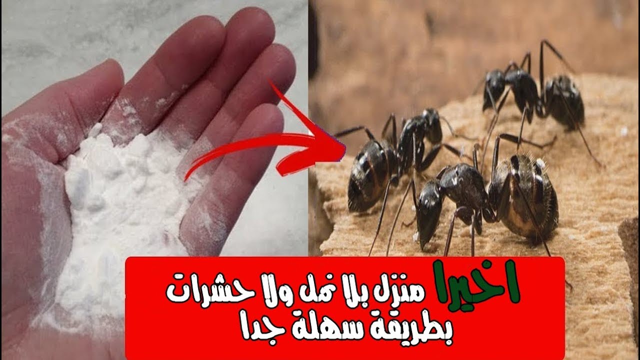 الحشرات مش هتدخل بيتك تاني للابد….طريقة فعالة للقضاء على النمل والحشرات في داخل منزلك