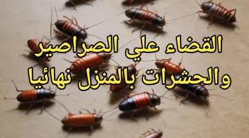 مش هتلمحيهم تاني في بيتك.. بمكونات آمنة تخلصي من الصراصير والحشرات نهائيا.. ومتخافيش على صحة أطفالك