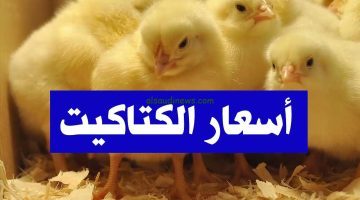 استقرار بشكل ملحوظ… سعر الكتكوت الابيض اليوم الثلاثاء في بورصة الدواجن