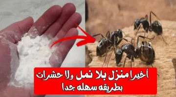 وداعاً للنمل.. طرق فعالة وسريعة للتخلص من النمل نهائياً بدون استخدام مبيدات حشرية