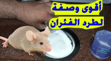 بدون مواد كيميائية.. كيفية التخلص من الفار في المنزل بدون لمس