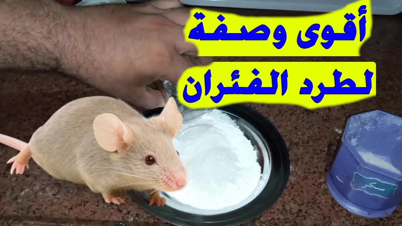 بدون مواد كيميائية.. كيفية التخلص من الفار في المنزل بدون لمس