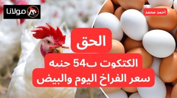 الكتكوت 54 جنيه؟!.. مفاجأة في بورصة الدواجن أسعار الفراخ البيضاء اليوم الأربعاء 9 أكتوبر 2024.. البانية بكام؟