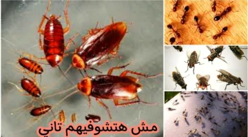 مش هتشوفيهم في بيتك تاني.. طرق فعالة للتخلص من النمل والحشرات الزاحفة نهائياً