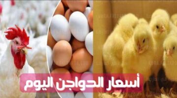 Red eggs .. ارتفاع سعر البيض الأحمر اليوم الخميس 7 نوفمبر 2024 داخل الاسواق والمحلات التجارية للمستهلك