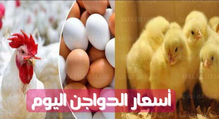 Red eggs .. ارتفاع سعر البيض الأحمر اليوم الخميس 7 نوفمبر 2024 داخل الاسواق والمحلات التجارية للمستهلك