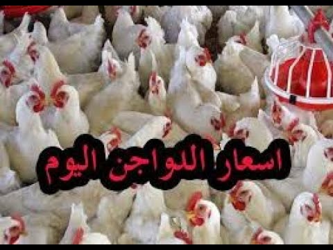 اسعار بورصة الدواجن اليوم أسعار الفراخ البيضاء الاثنين الموافق 2024/11/4 للمستهلك في المحلات التجارية