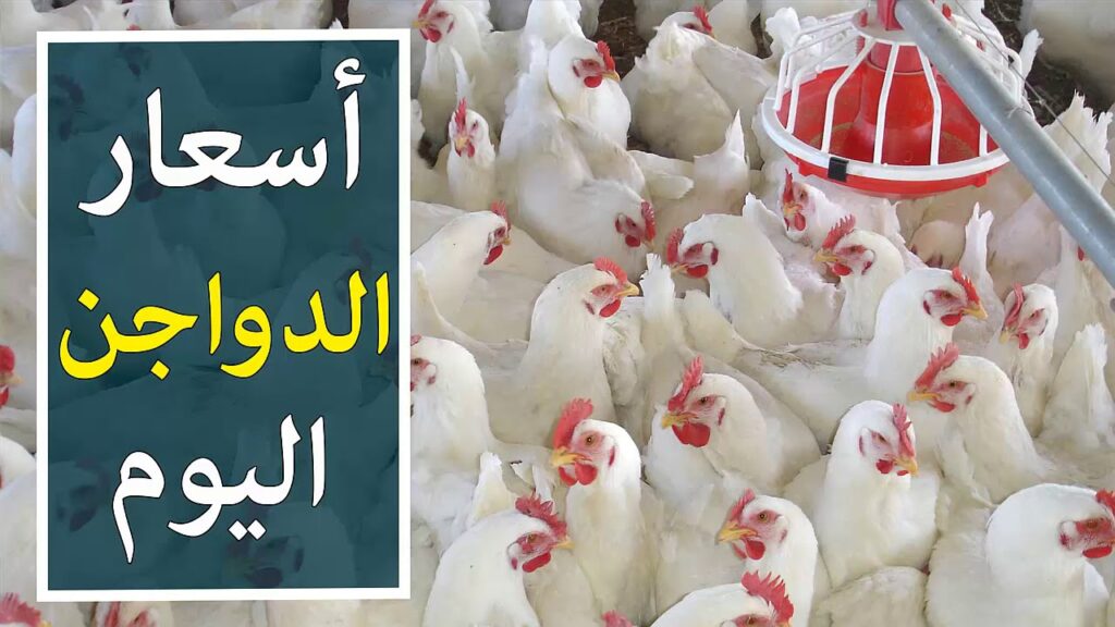 اسعار الفراخ في بورصة الدواجن اليوم