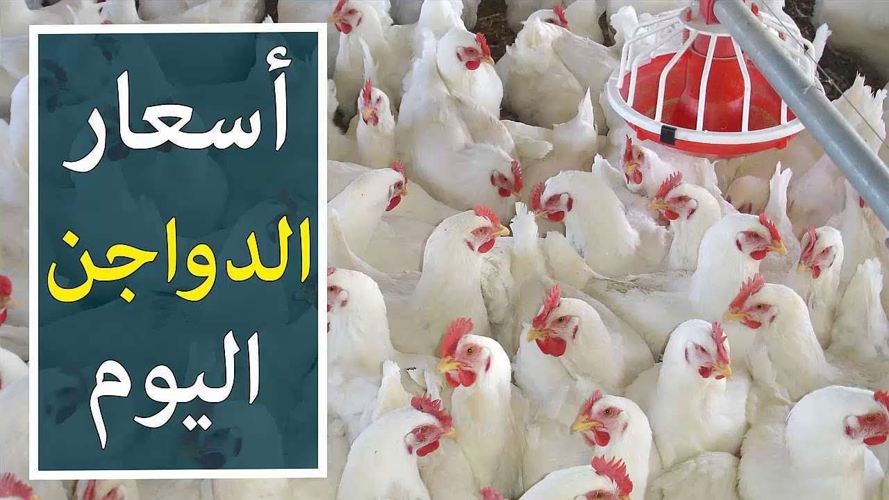 اسعار بورصه الدواجن اليوم الفراخ البيضاء الثلاثاء 2024/11/5 للمستهلك في المحلات التجارية