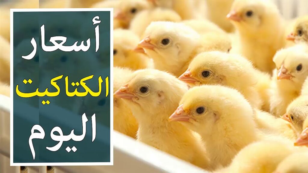 سعر الكتكوت الابيض اليوم