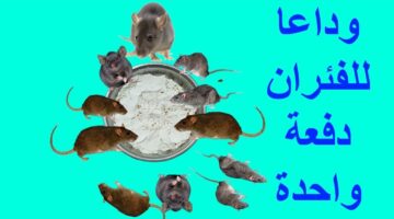 هتتخلصي منهم بكل سهولة.. طريقة القضاء على الفئران الموجودة في المنزل بدون استخدام أي مواد كيميائية ضارة ولن يعودوا مجدداً 