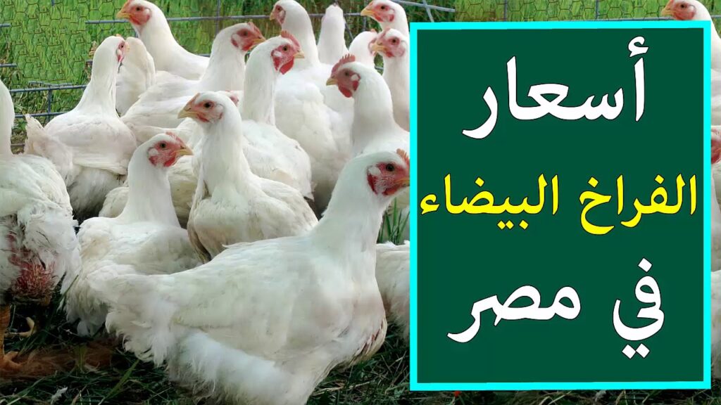 بورصة الدواجن اليوم أسعار الفراخ البيضاء