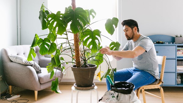 مش بتحتاج ضوء كتير .. إليك أفضل النباتات المنزلية وتفاصيل رعايتها